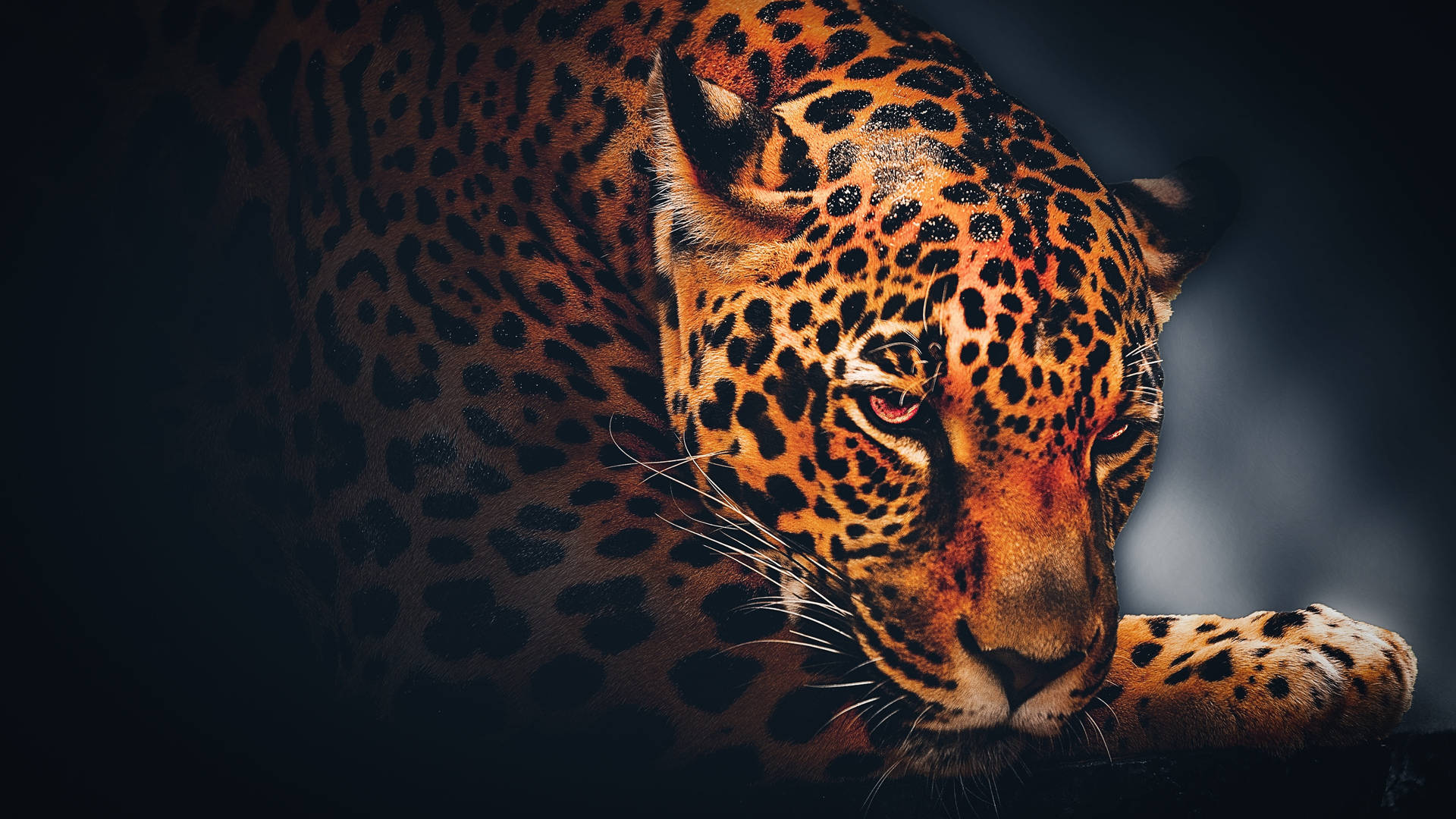 5k Hd Jaguar Wallpaper