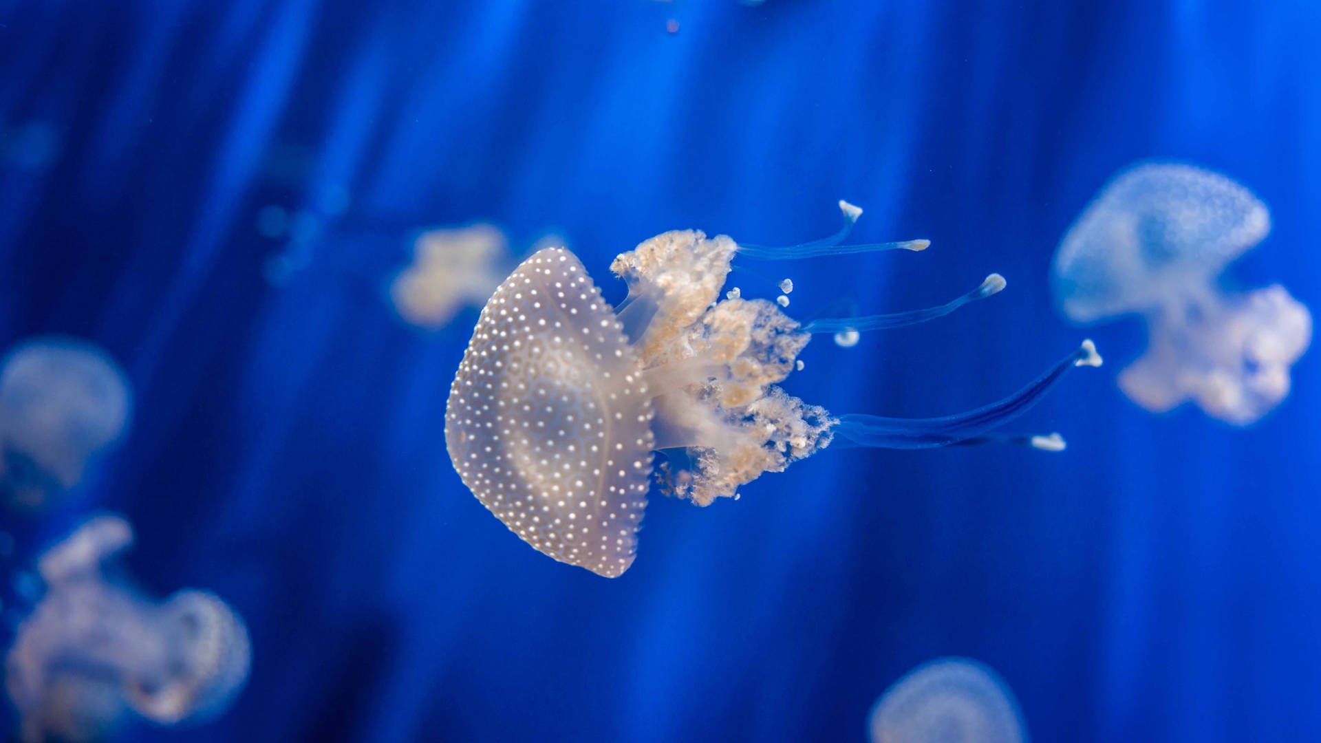 5k Hd White-spotted Jellyfish Wallpaper