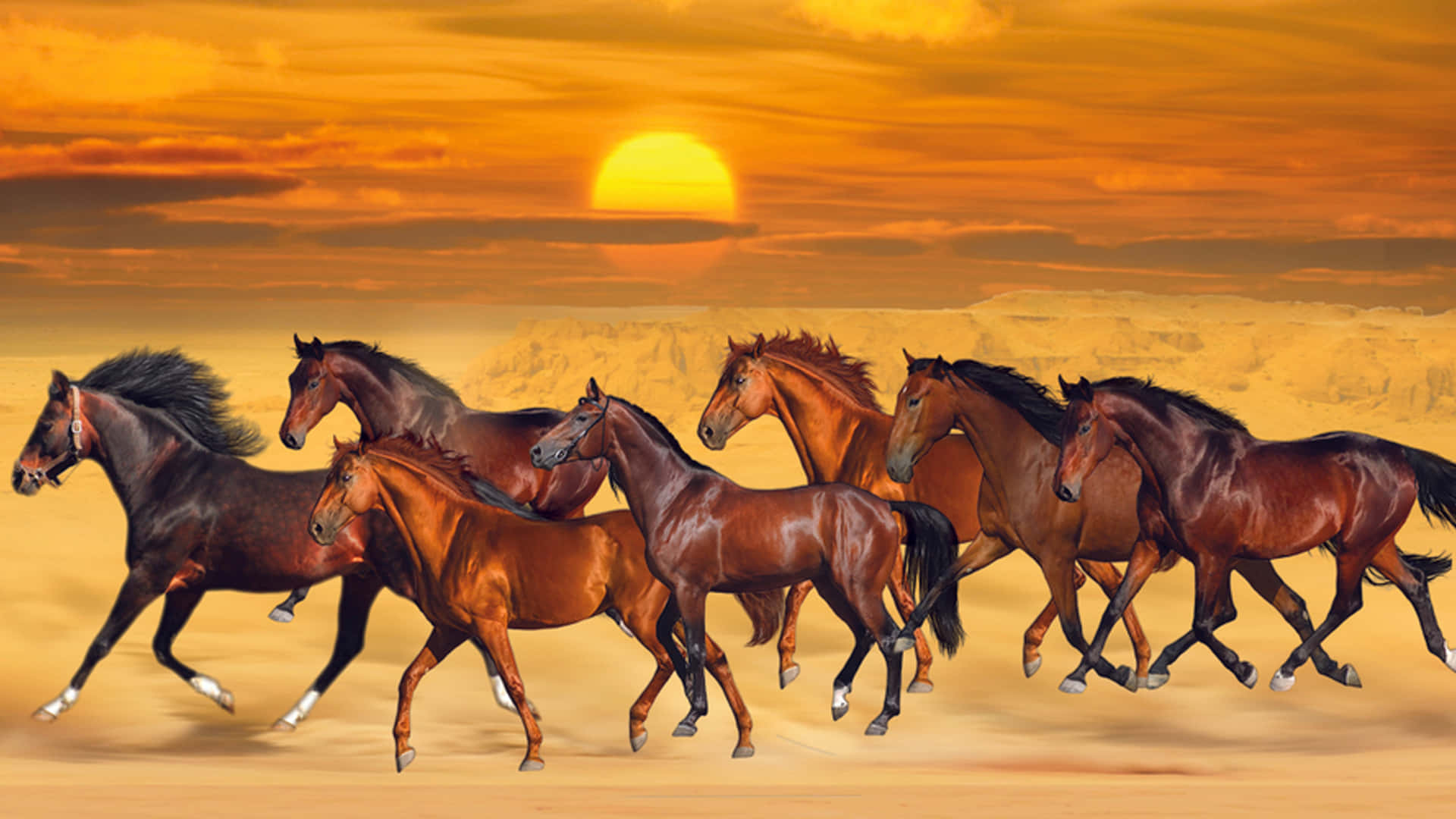 7 Brown Horses Walking On Sand Wallpaper