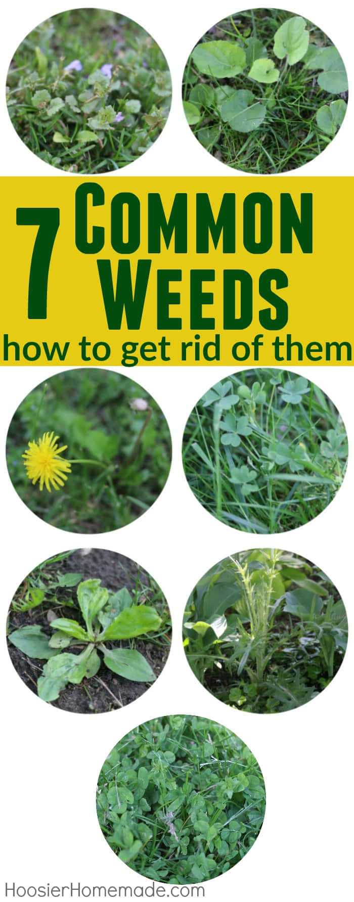 7 Common Weeds Picture