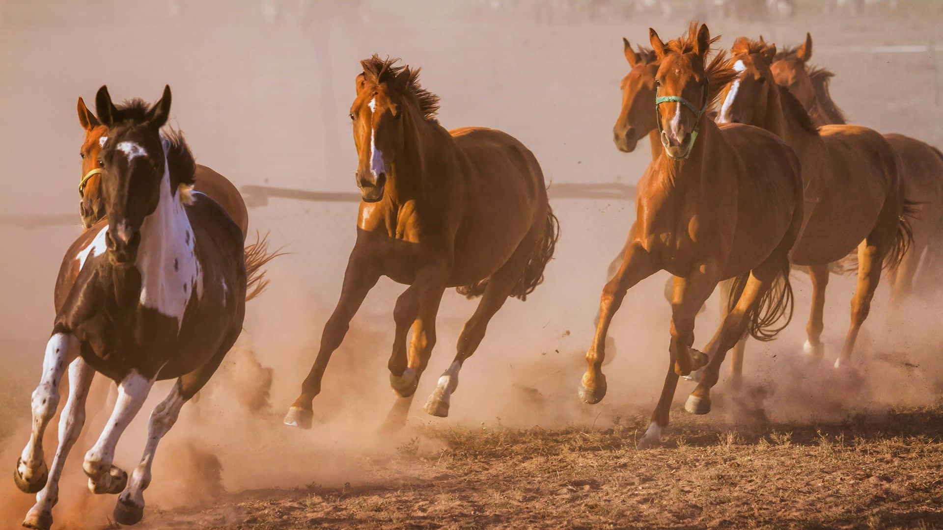 Download 7 Horses Artistic Capture Wallpaper 
