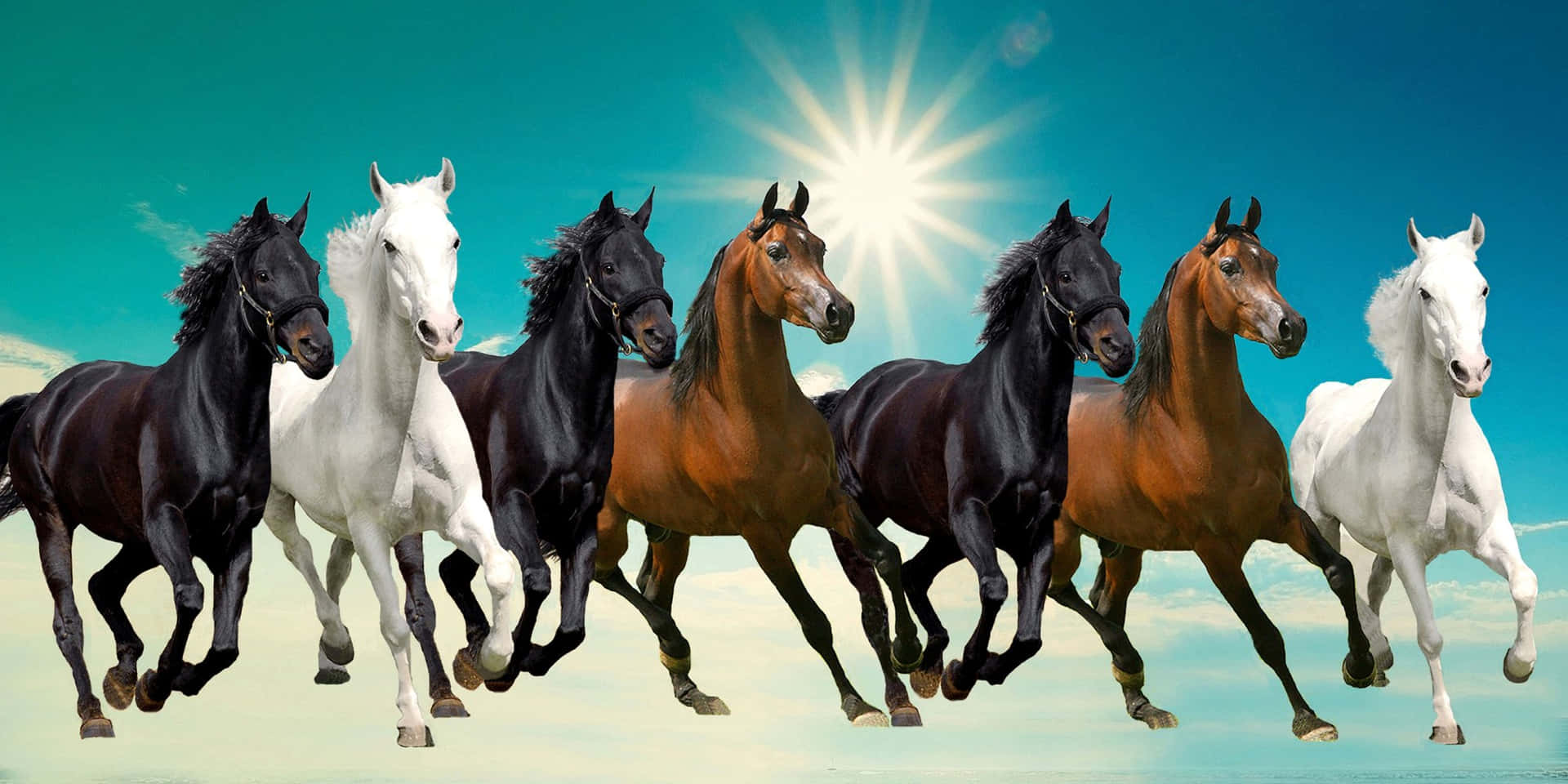 Download 7 Horses In Brown, White, And Black Wallpaper 