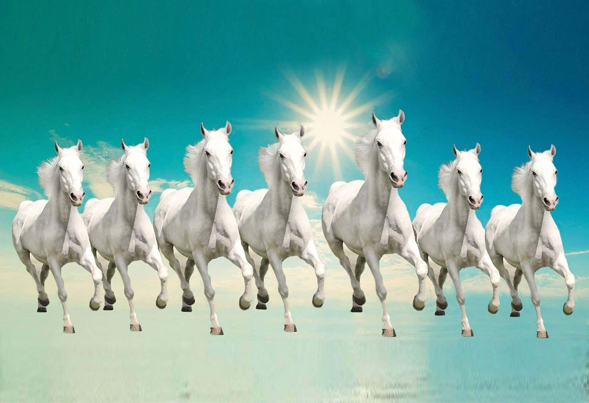 7 White Horses In Sync Wallpaper