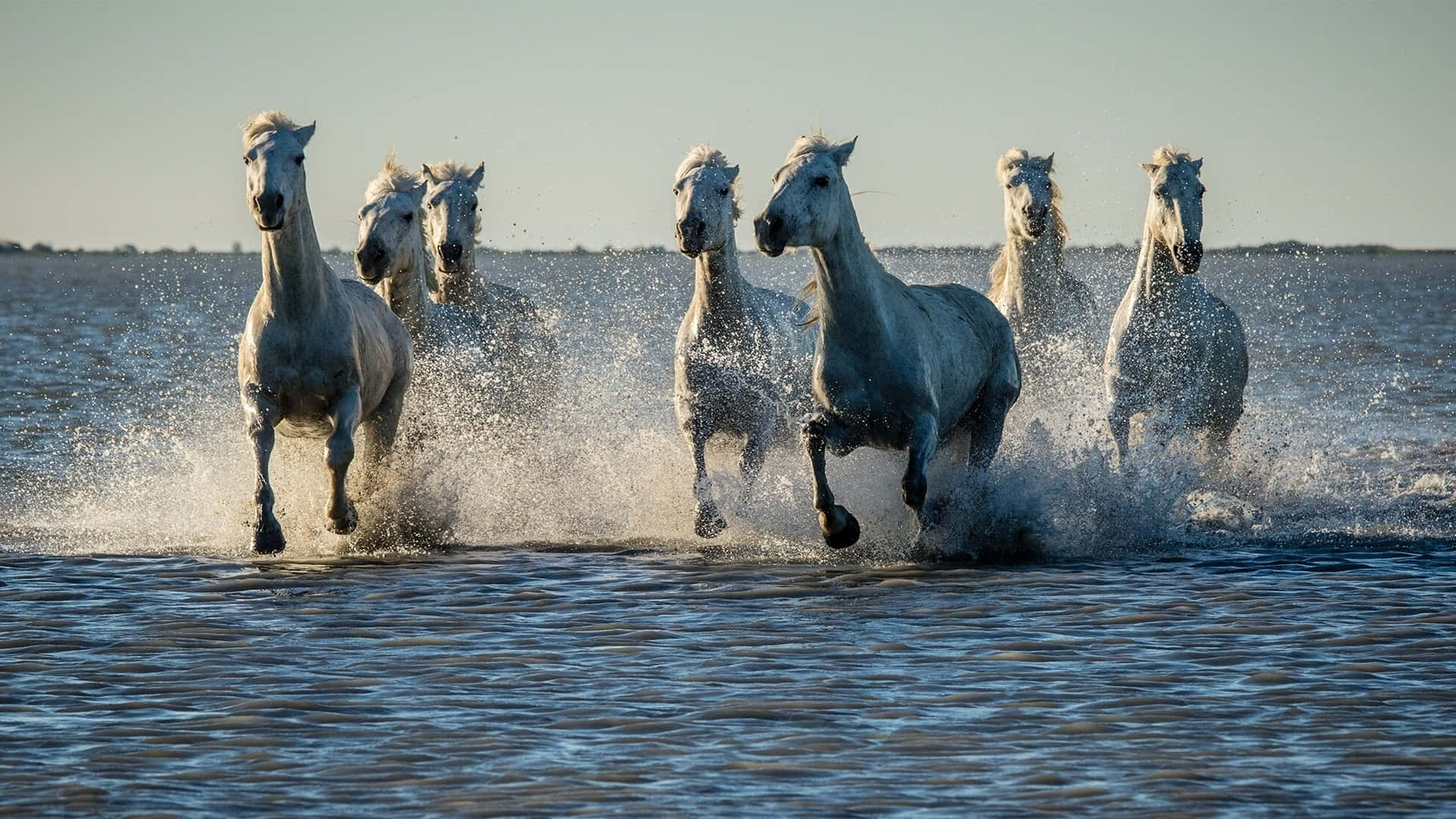 Syv hvide heste, der gør sprøjt igennem havvand. Wallpaper