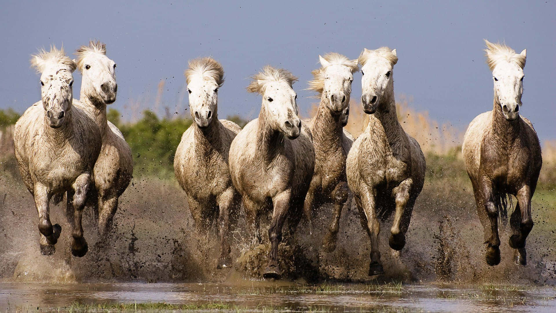 Download 7 White Horses Run Across Mud Wallpaper 
