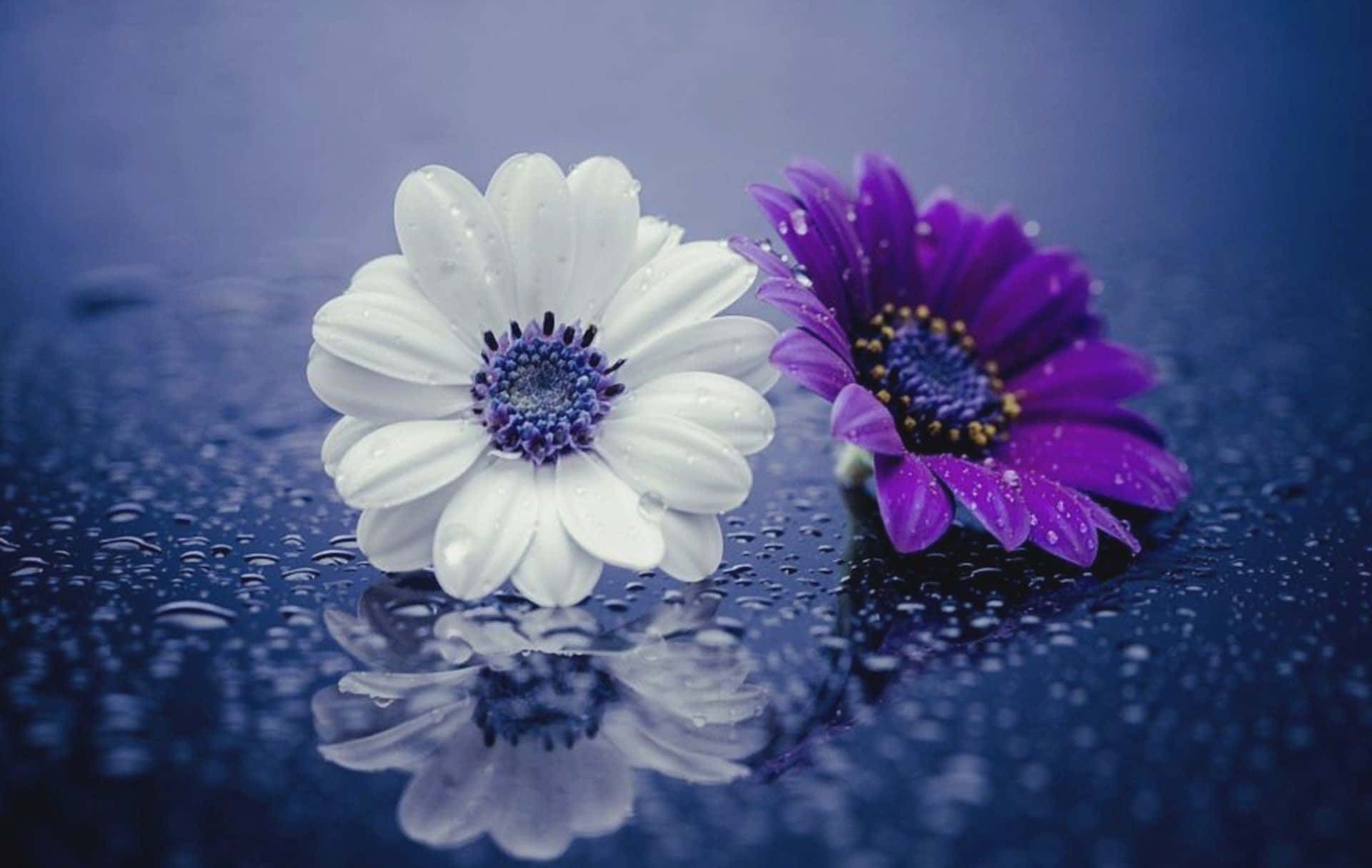 White And Purple Daisies 720p Wallpaper