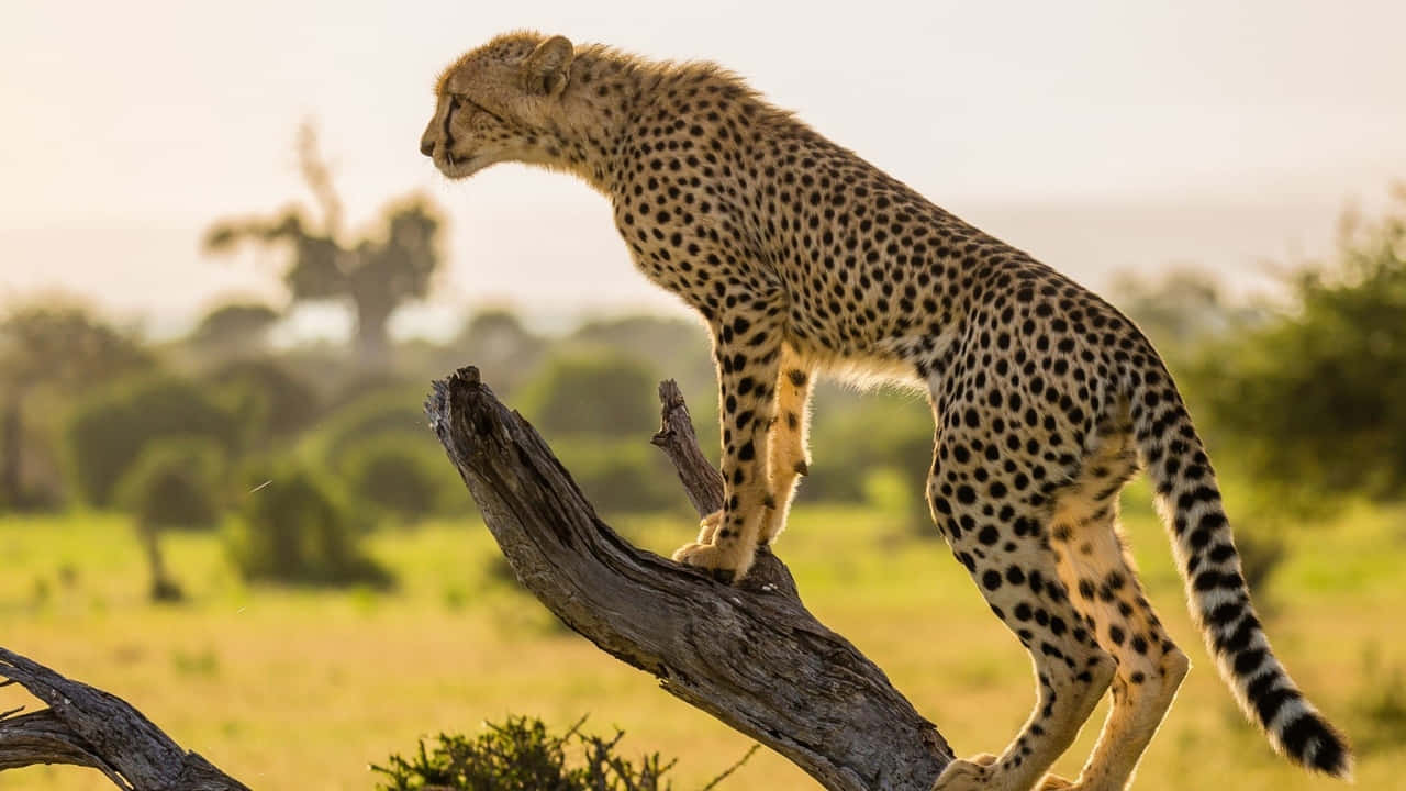 A Cheetah Standing On A Tree Branch In The Wild