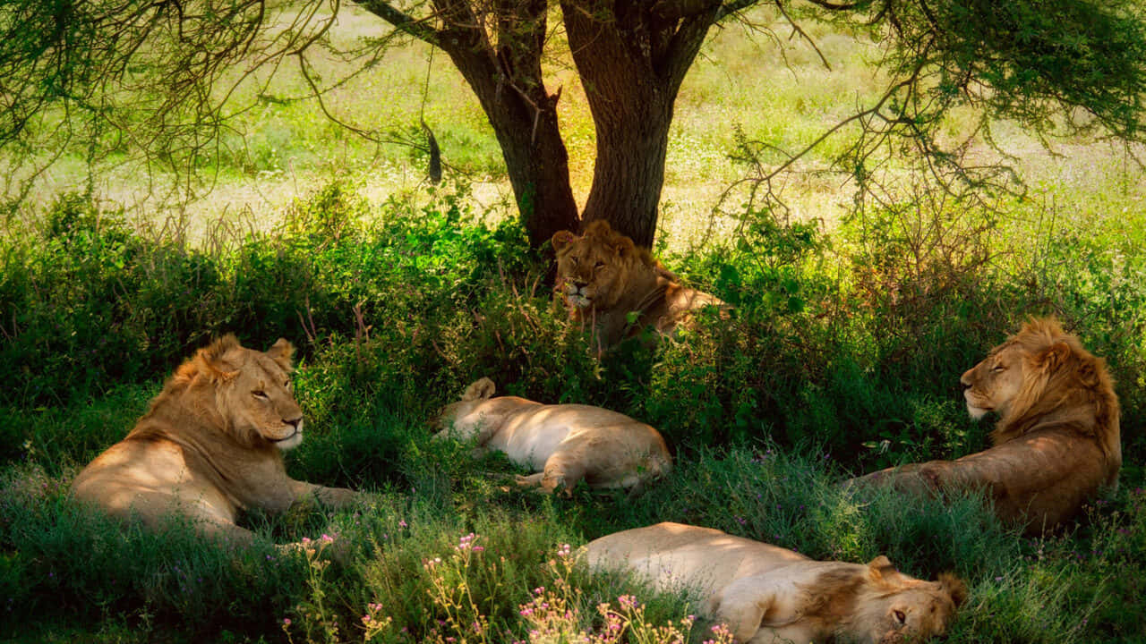 Lions Resting Under A Tree In The Grass