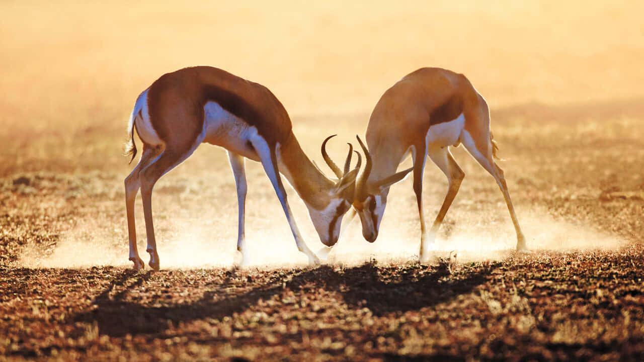 Two Gazelles Fighting In The Desert