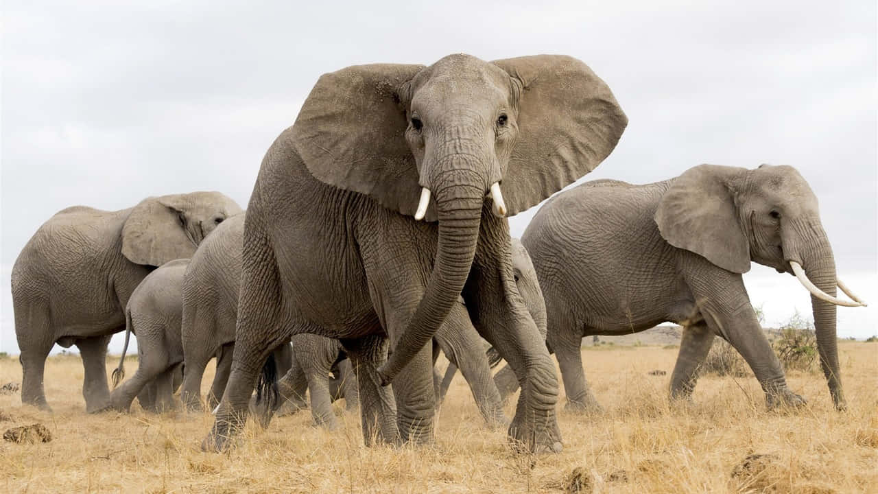 Descubrelas Maravillas Salvajes Del Serengeti