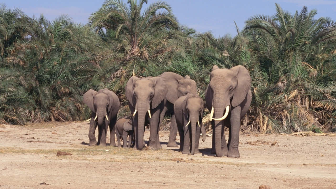 A Group Of Elephants Walking In The Dirt