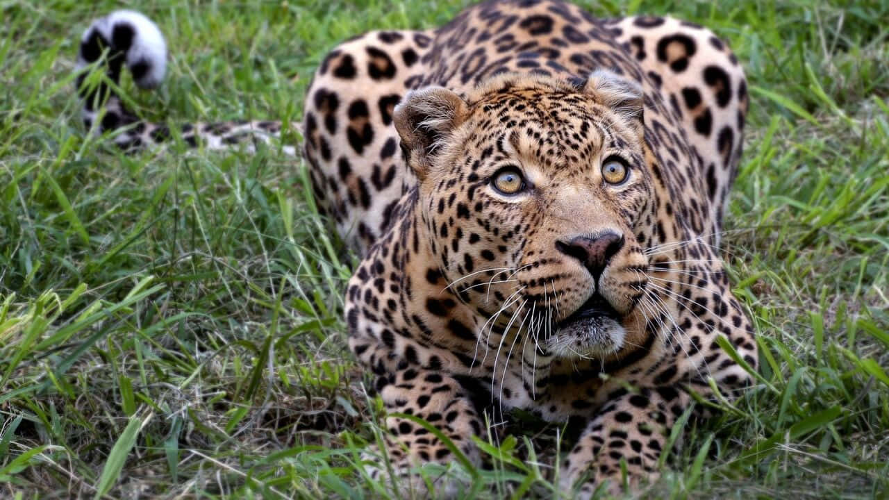 A Leopard Is Walking In The Grass
