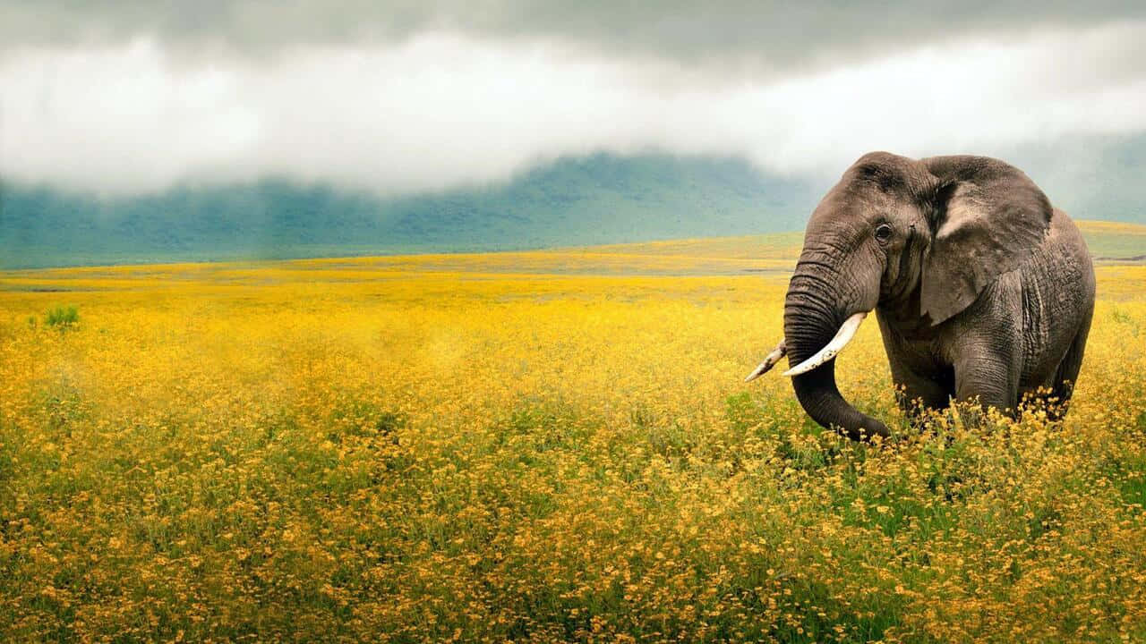 Elephant In The Field