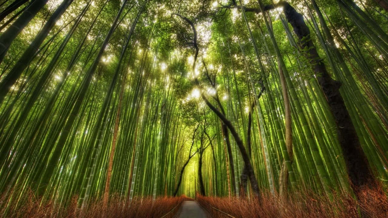 Skönhetväntar I Denna Frodiga Bambubakgrund