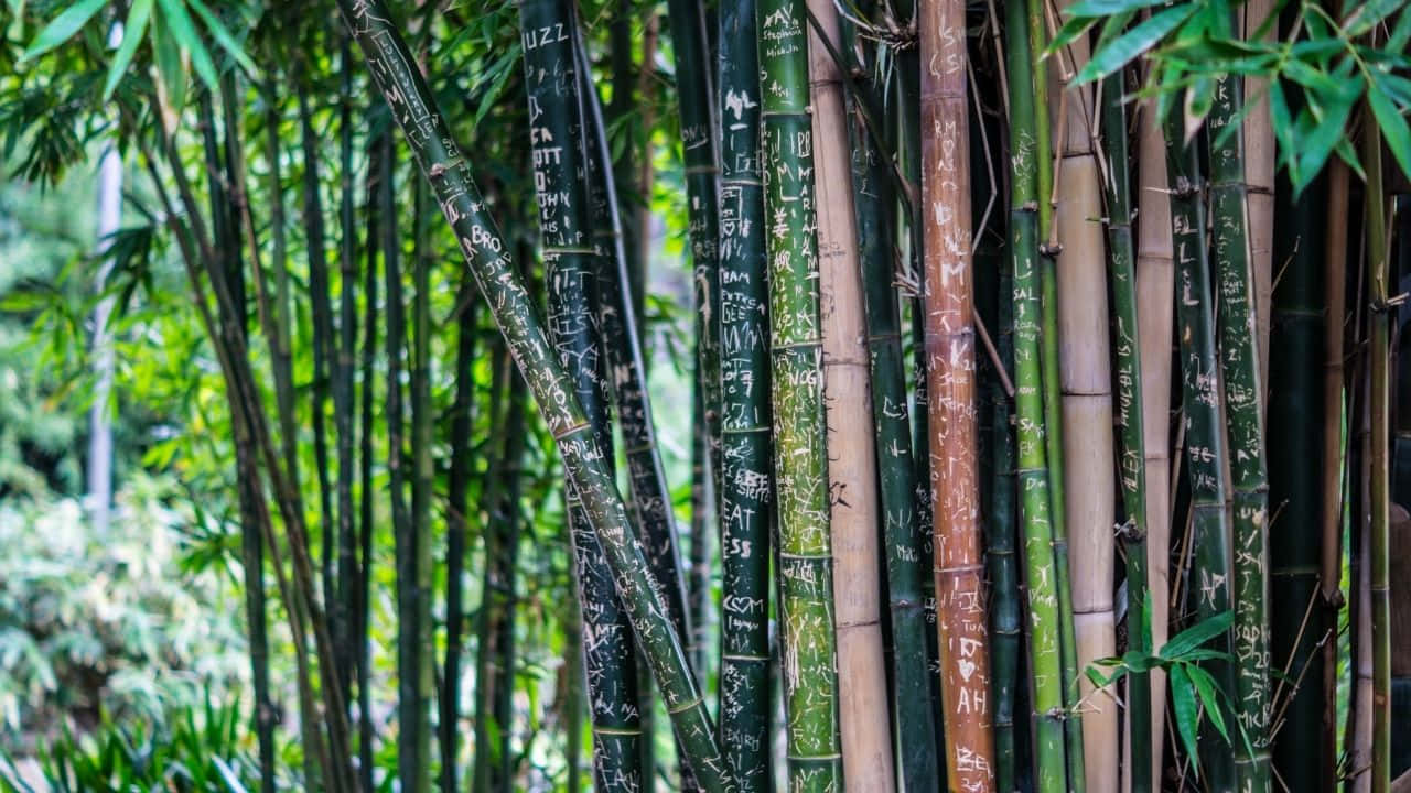 Bamboo Trees In A Garden With Green Leaves