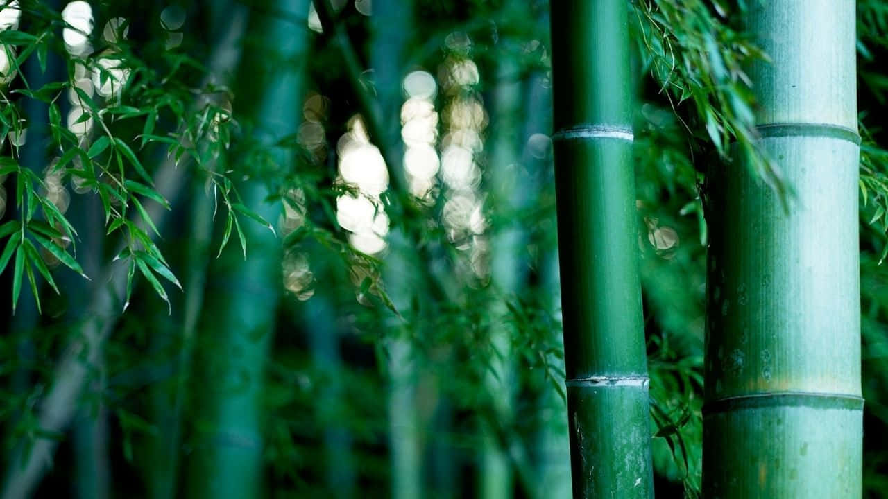 Immaginedi Una Fresca E Verde Foresta Di Bambù Con Risoluzione 720p