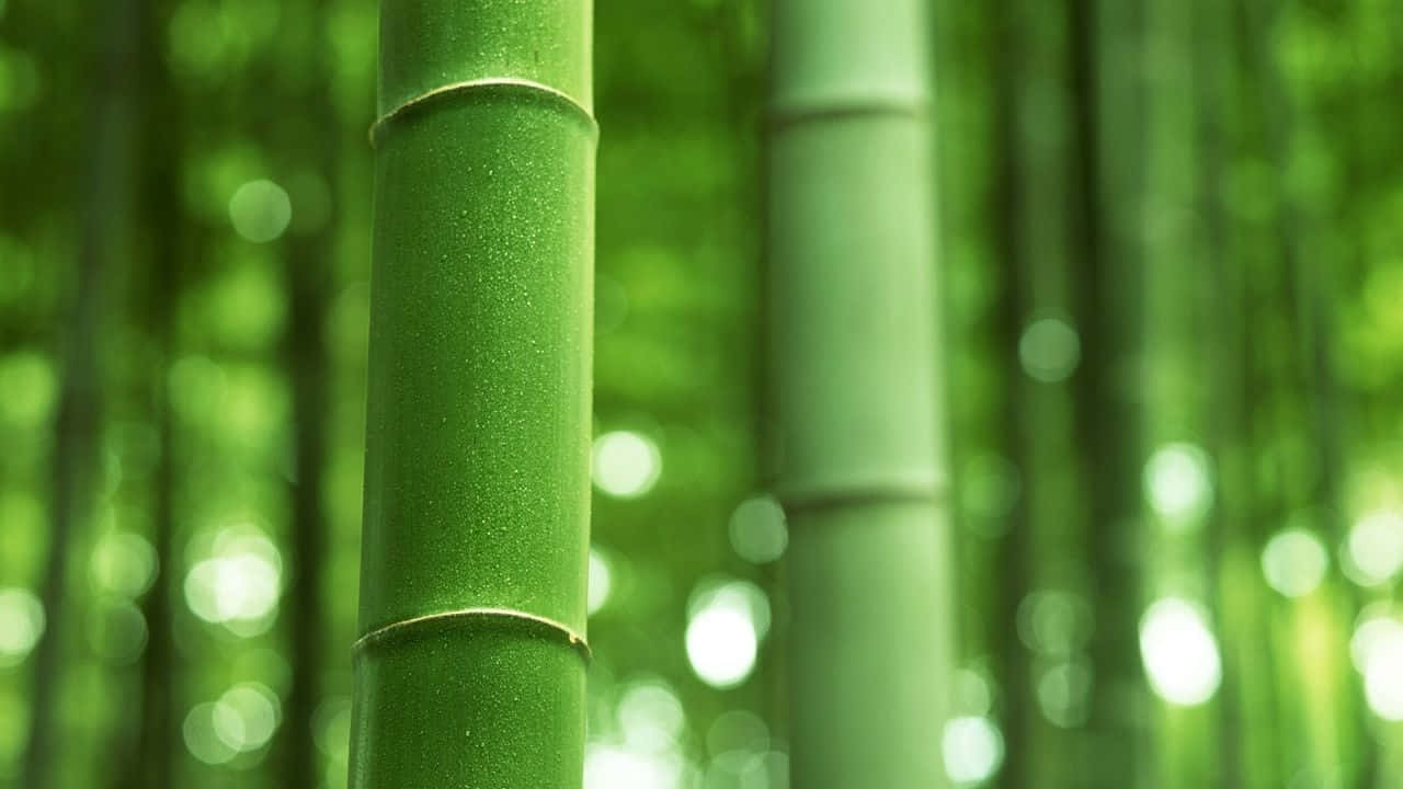Towering Bamboo in Ehringshausen, Germany