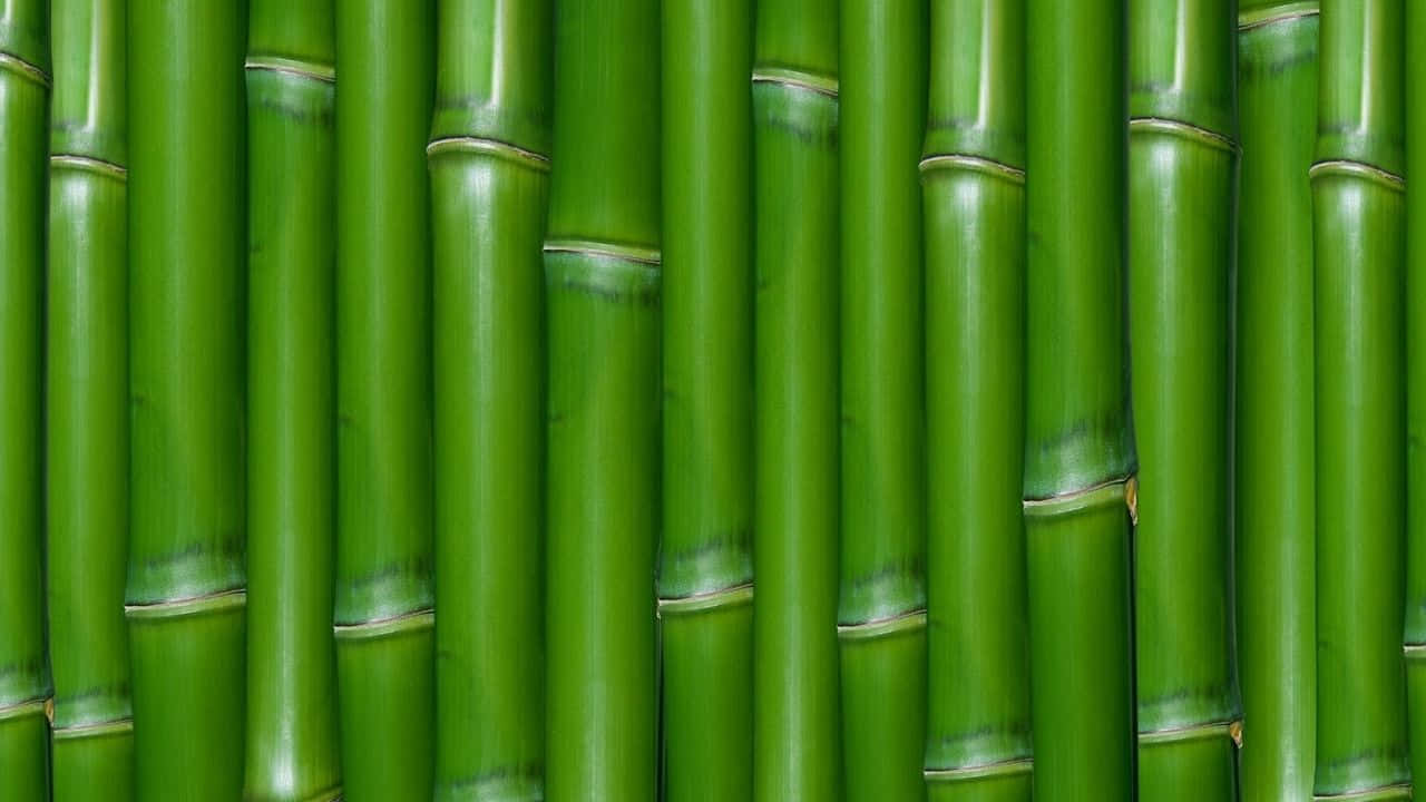 Symmetrical Bamboo Gardner Scene