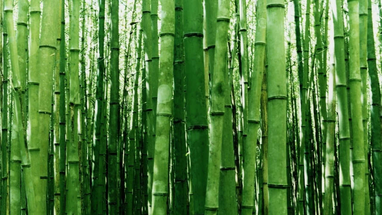 A Peaceful Green Bamboo Forest