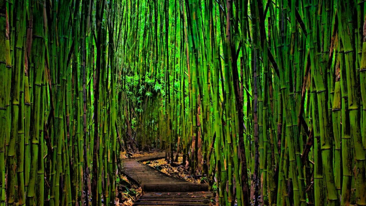 Sfondodi Bambù Tranquillo In Formato 720p