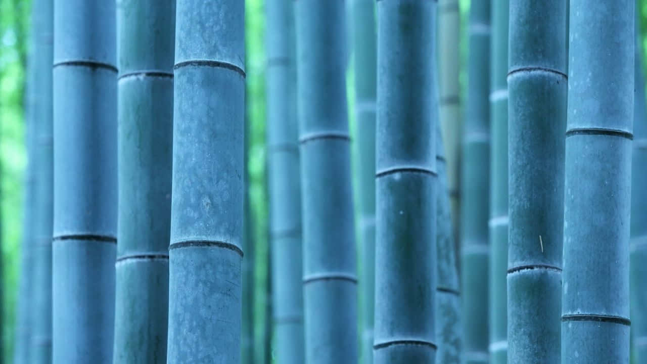 Relaxing image of bamboo in 720p
