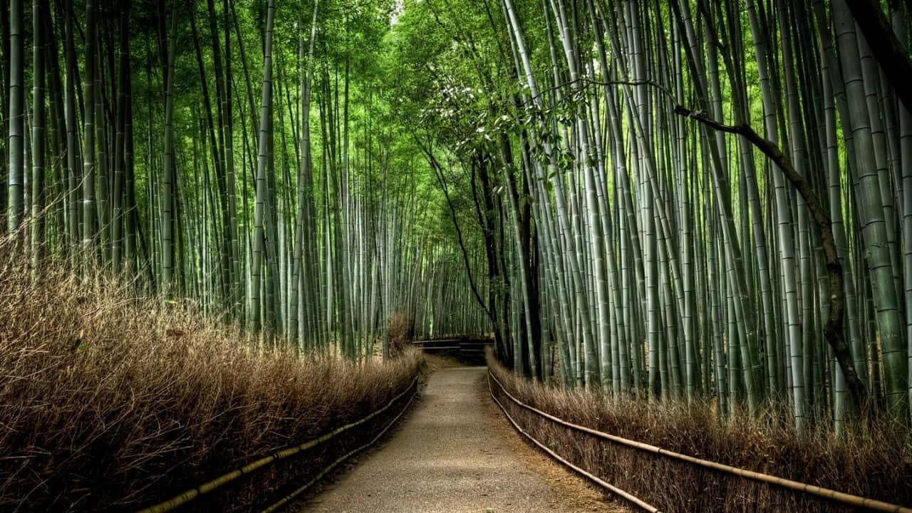 Frodiggrön Bambu I Förgrunden