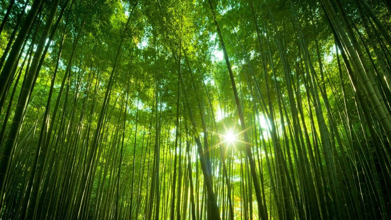An Unforgettable View of 720p Bamboo