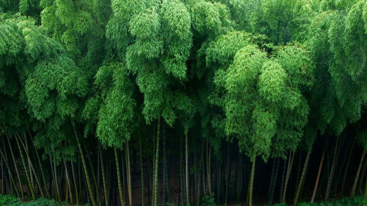 Primerplano De Hojas De Bambú Verde Vibrante.