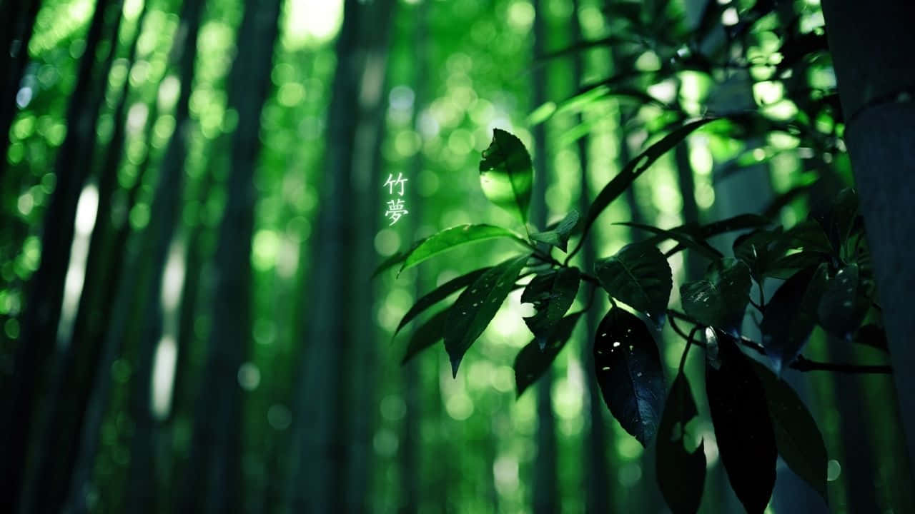 Relaxing 720p Bamboo Background