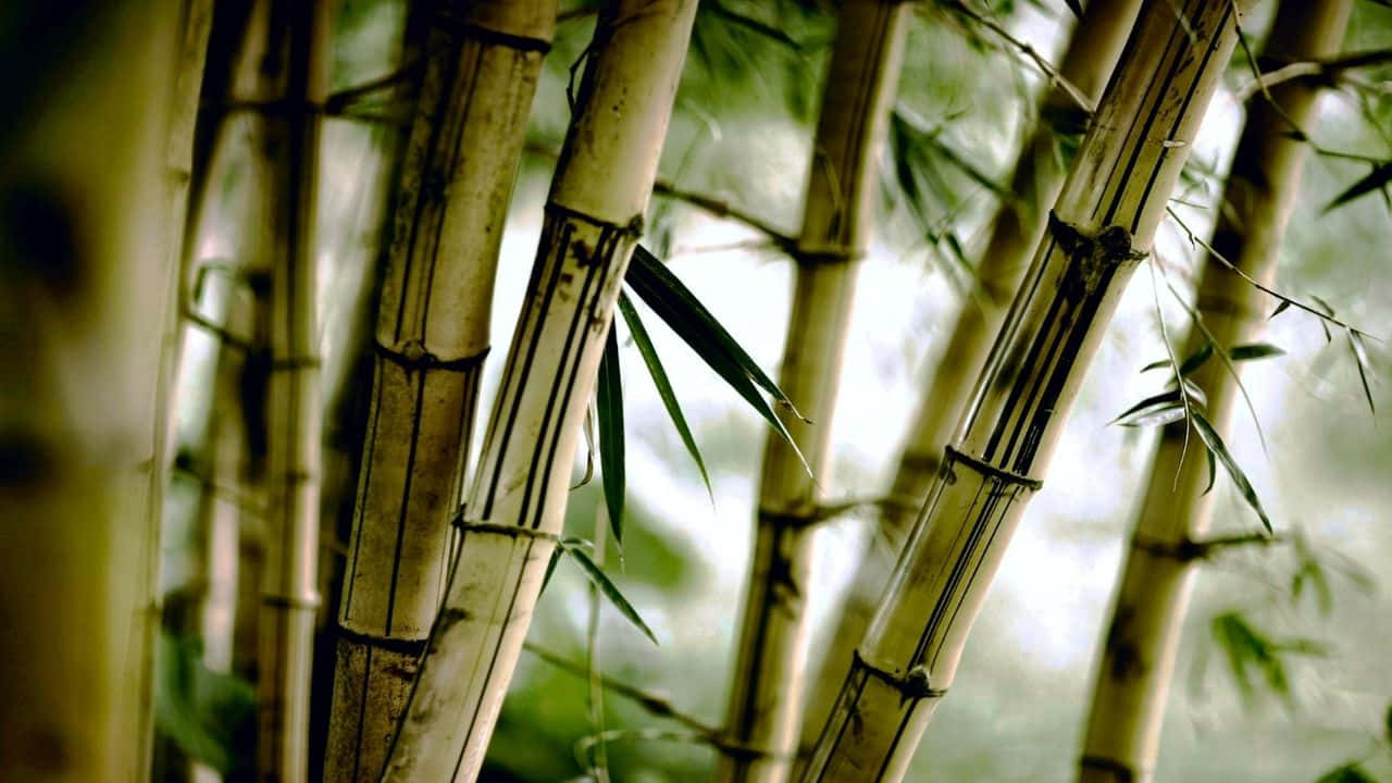 Textureradgrön Bambubakgrund