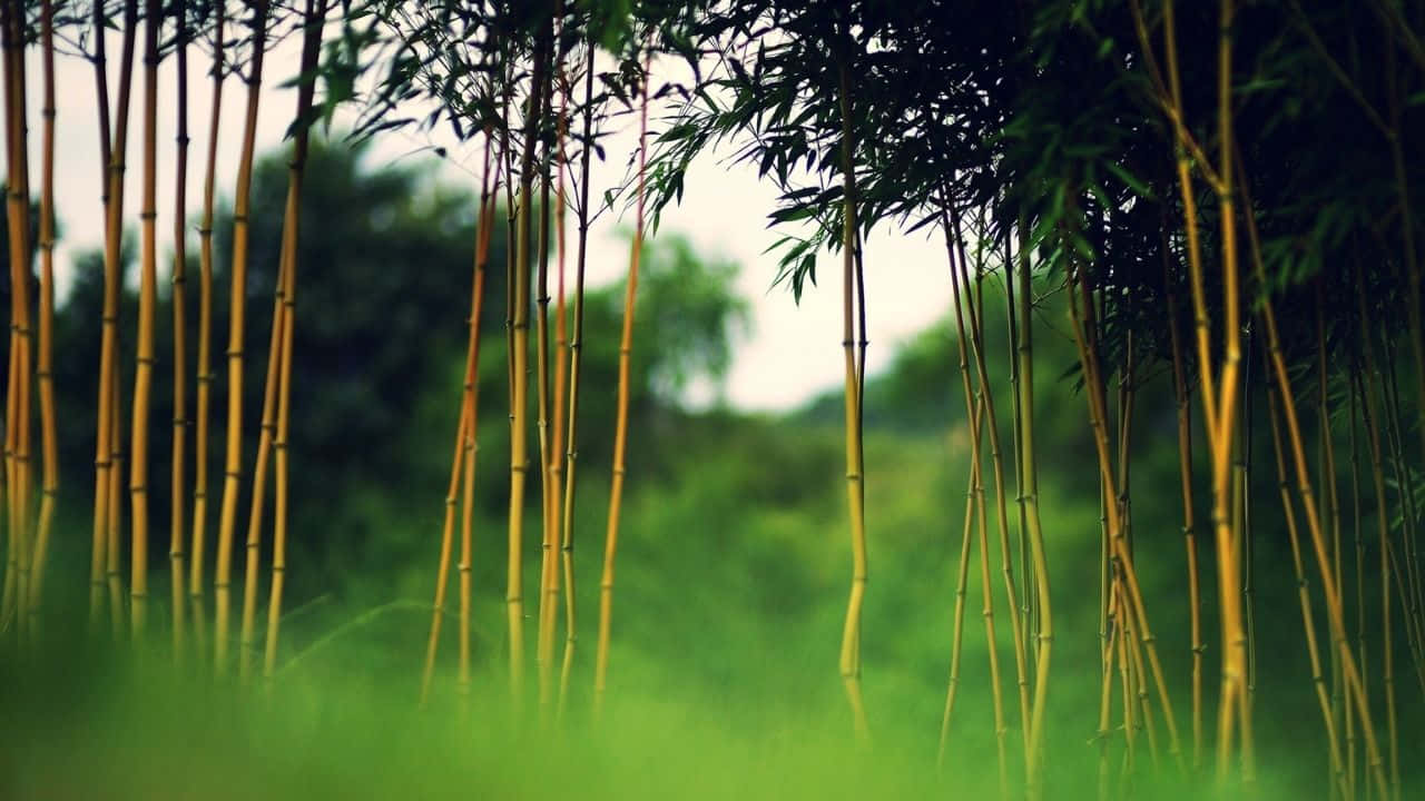 Serene Bamboo background