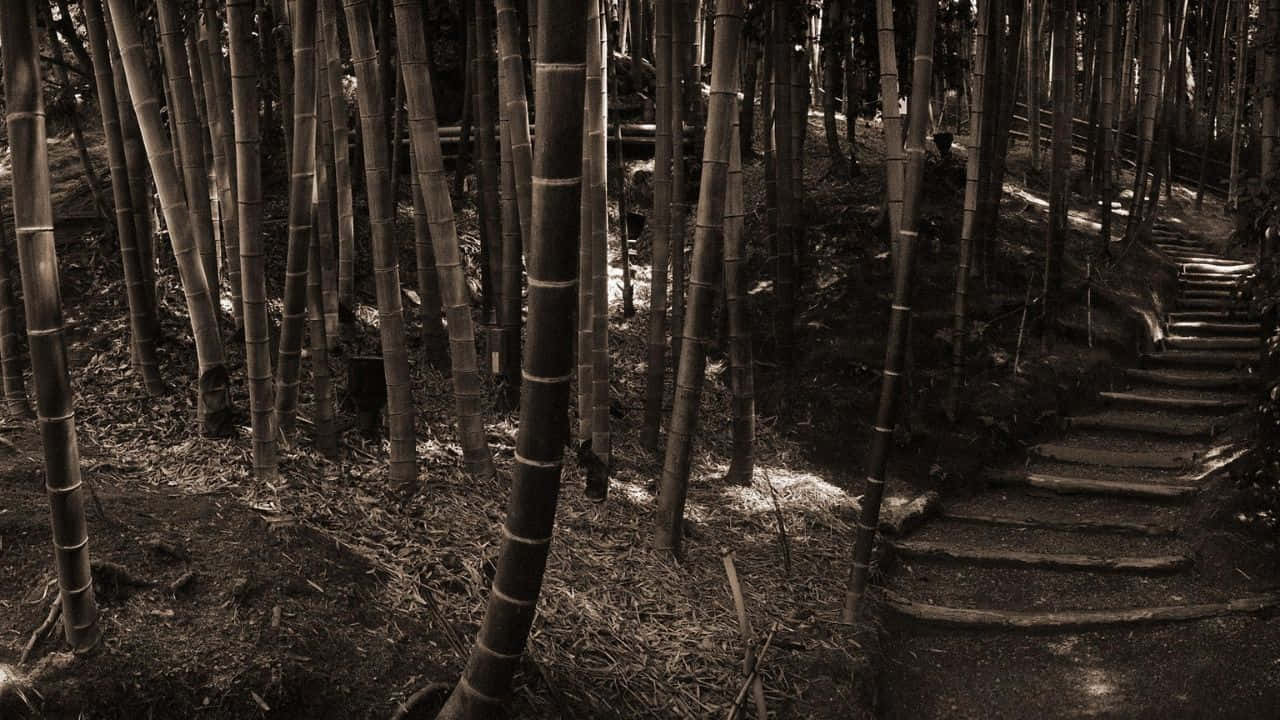Lush tropical bamboos in full HD