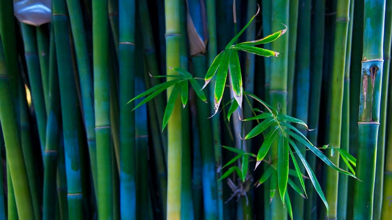 Vackertfrodigt Bambu Mot En Djupt Grön Skogsbackgrund.