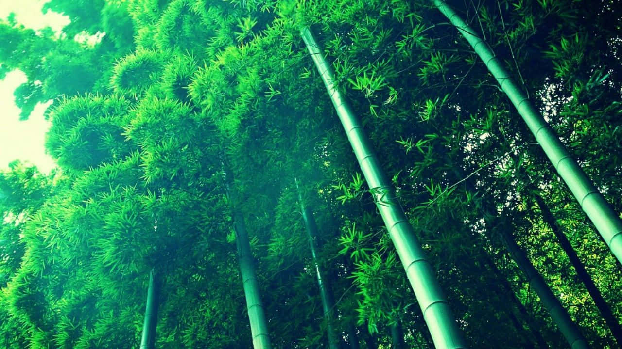 “The Serene Beauty of Bamboo”