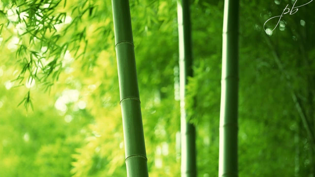 Equilibrioe Semplicità Con Il Bambù In 720p