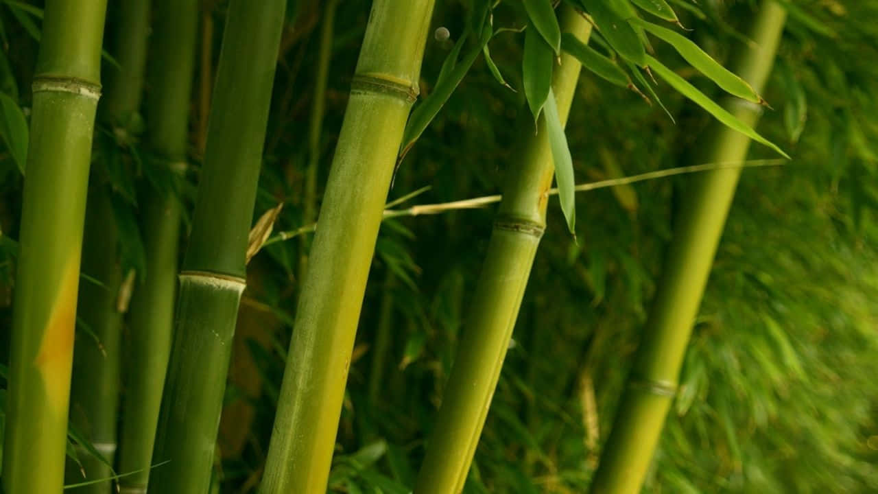Hop Into Nature With 720p Bamboo!
