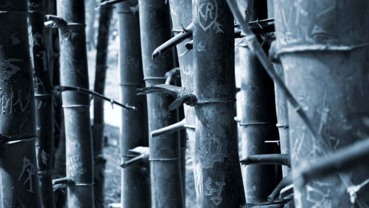 Serene Bamboo Forest in 720p