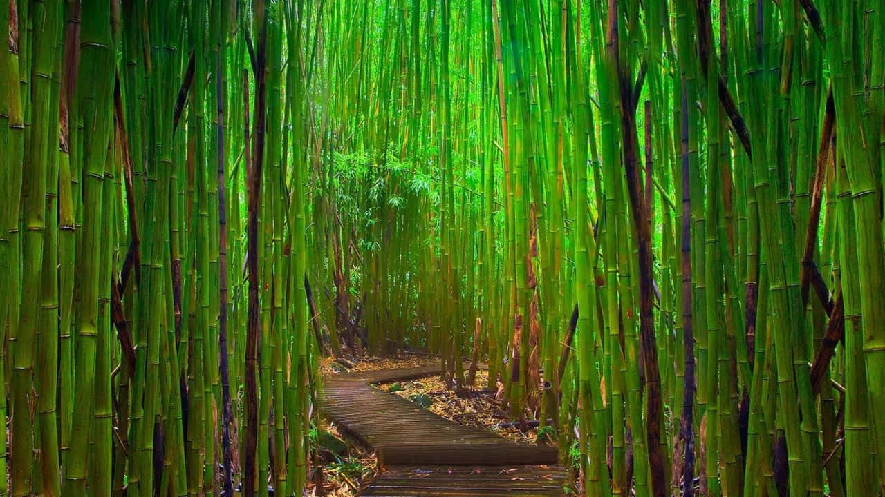 Calmness surrounds these rolling hills of vibrant green stalks of bamboo