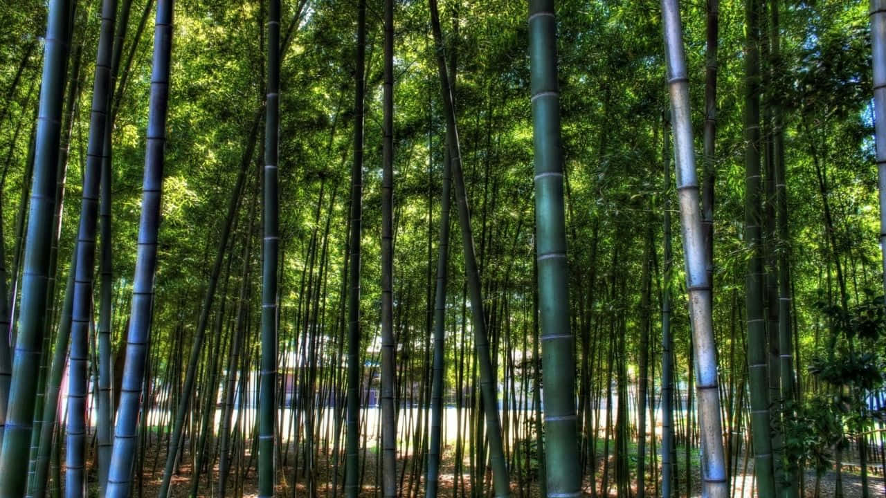 Bamboo in the Evening Light