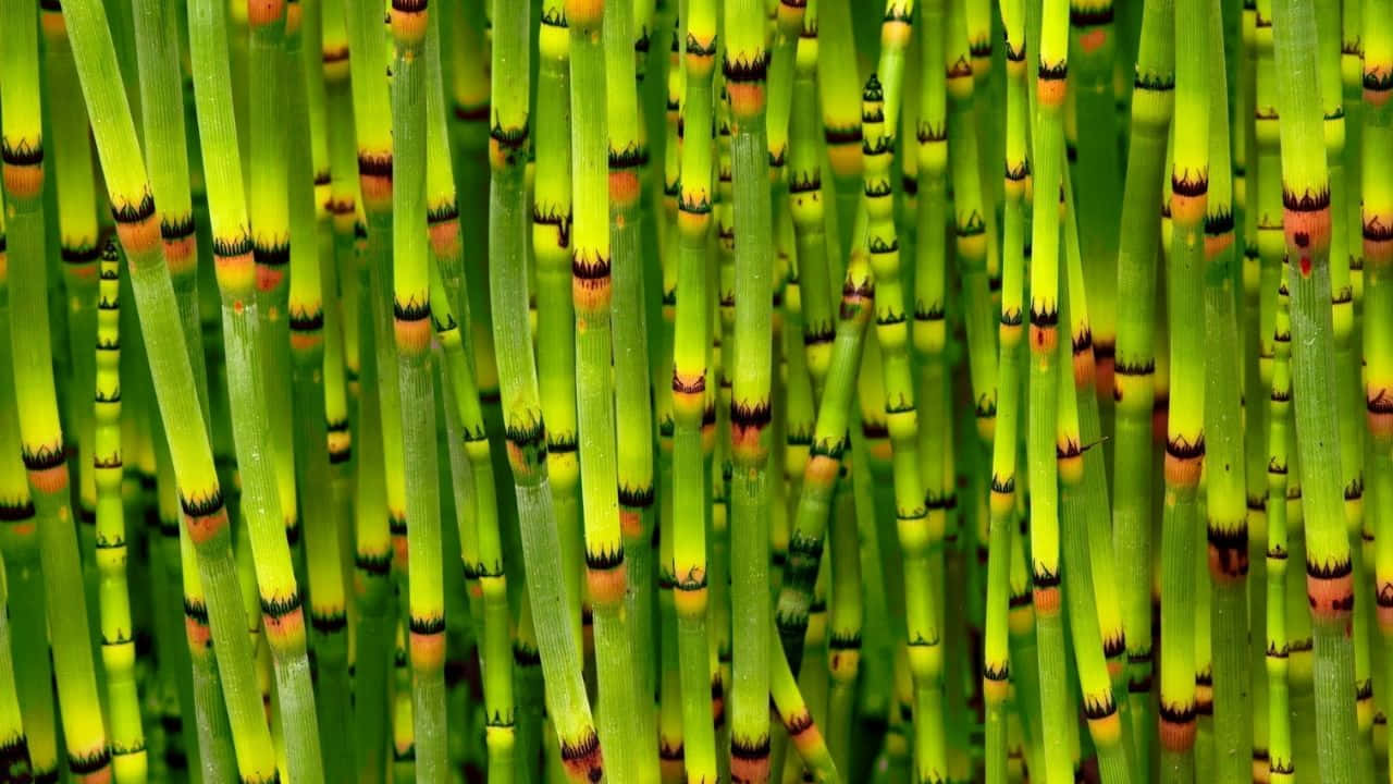 Vibranteforesta Di Bambù In Risoluzione 720p