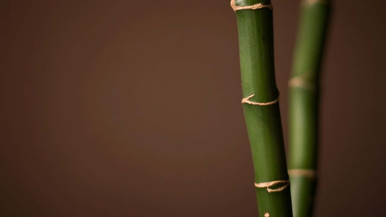 Green Bamboo Forest in HD