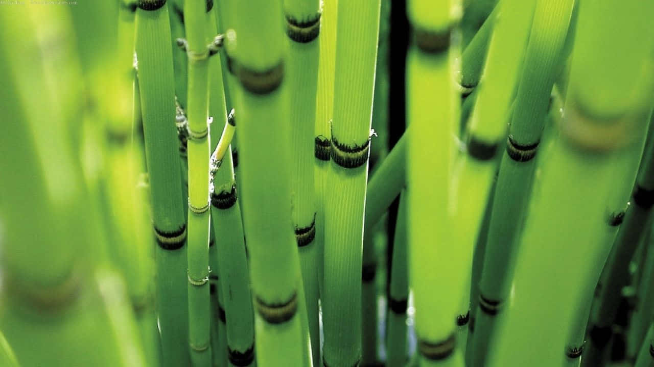 Lush Green Bamboo Forest