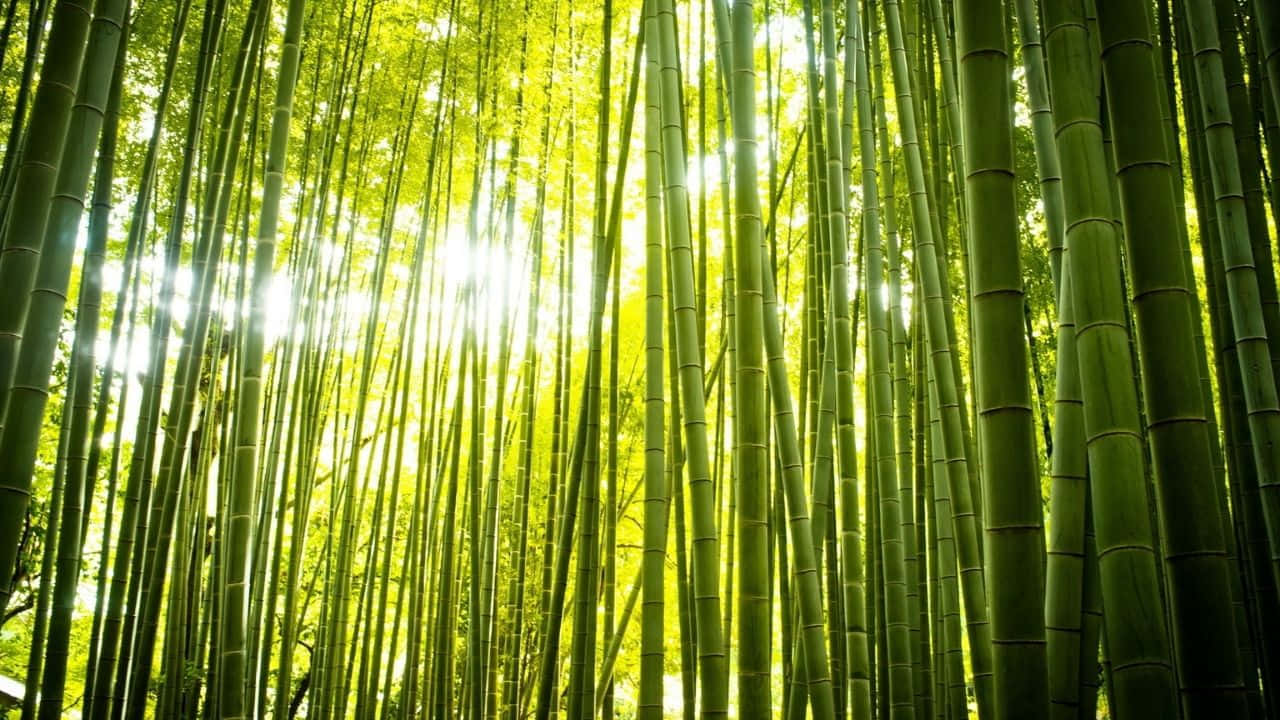 Enfridfull Bakgrund Av 720p Bambu