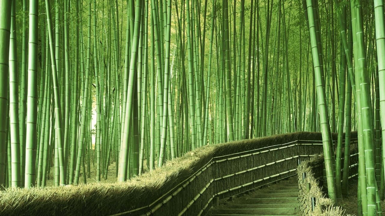 Breathtaking Bamboo Forest
