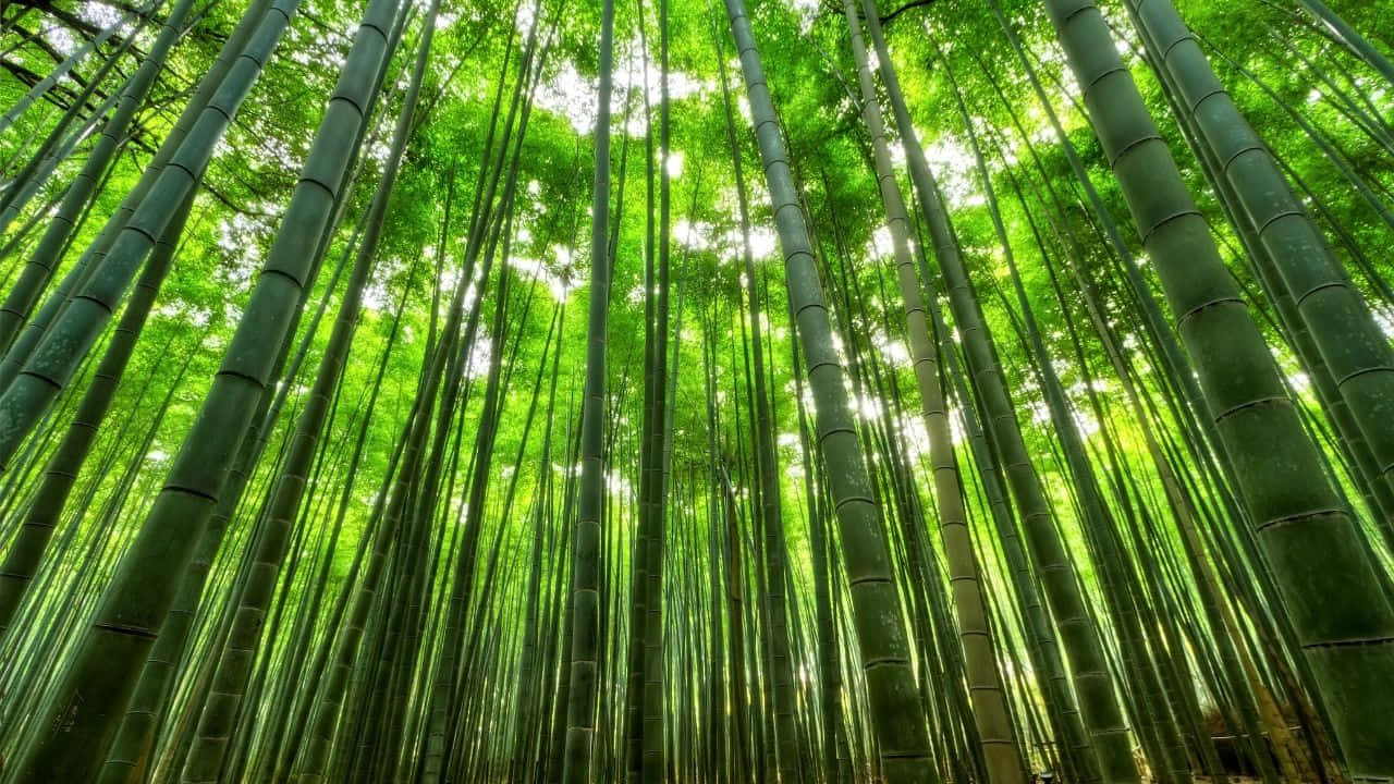 Naturanel Suo Splendore - Uno Sfondo In Alta Definizione Con Bambù