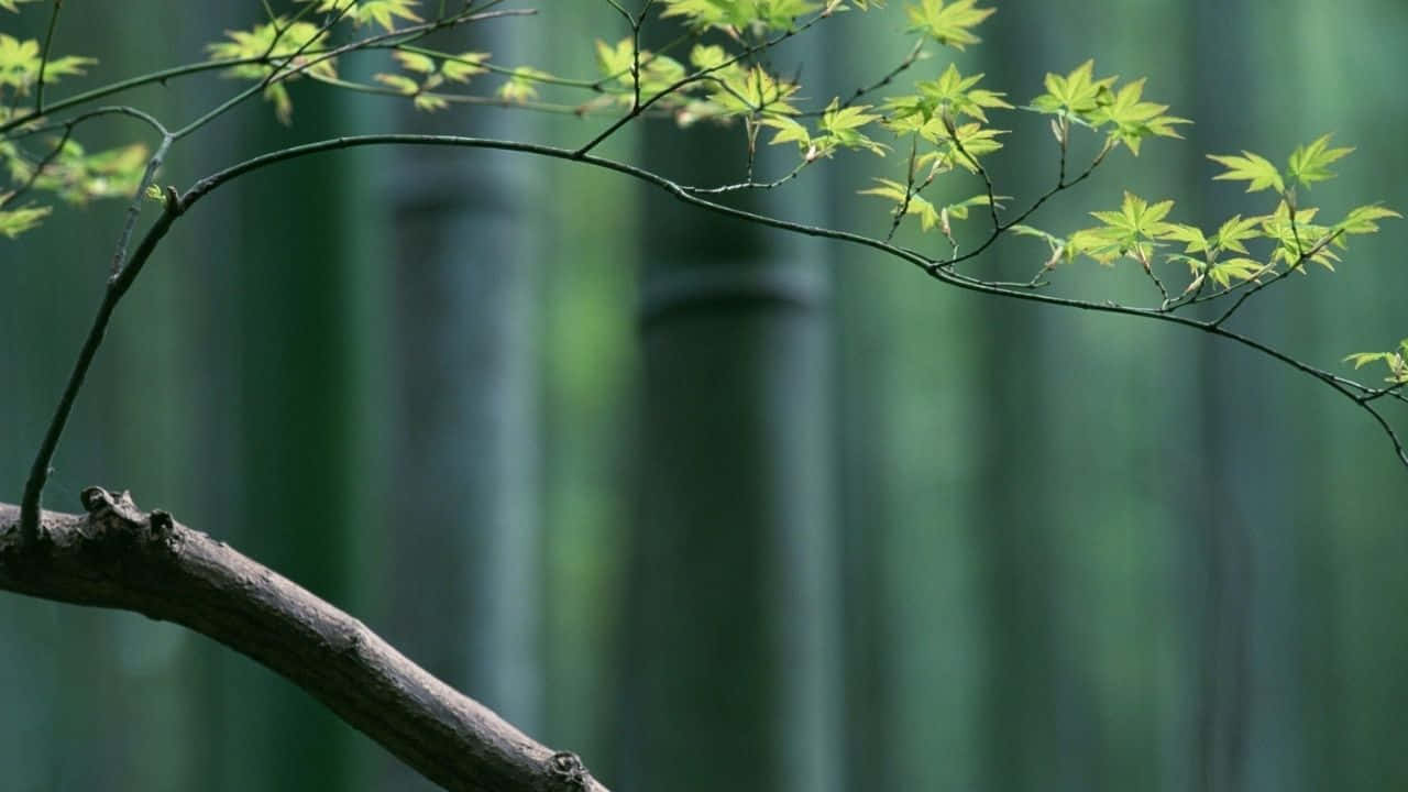 Fridfullgrön Bambubakgrund