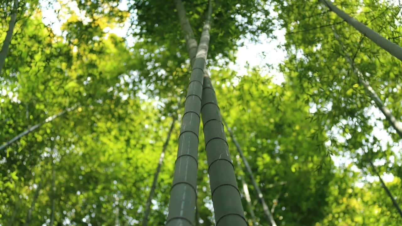 Sentila Pace Guardando Uno Sfondo Di Bambù In 720p