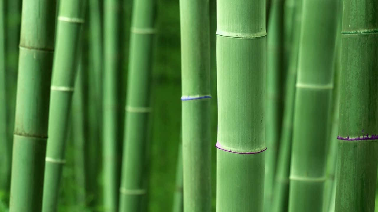 Unbosque De Bambú Perfectamente Estilizado