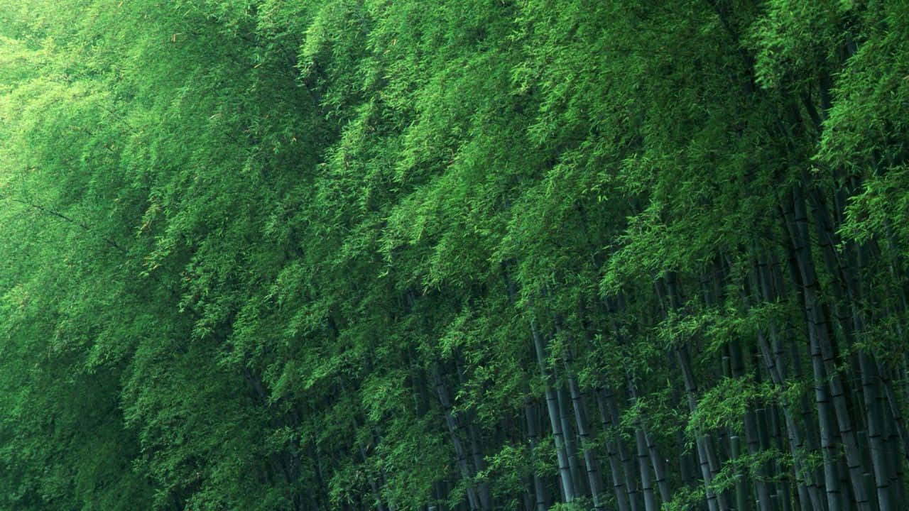 Lummiga,gröna Bambuträd I En Naturlig Miljö