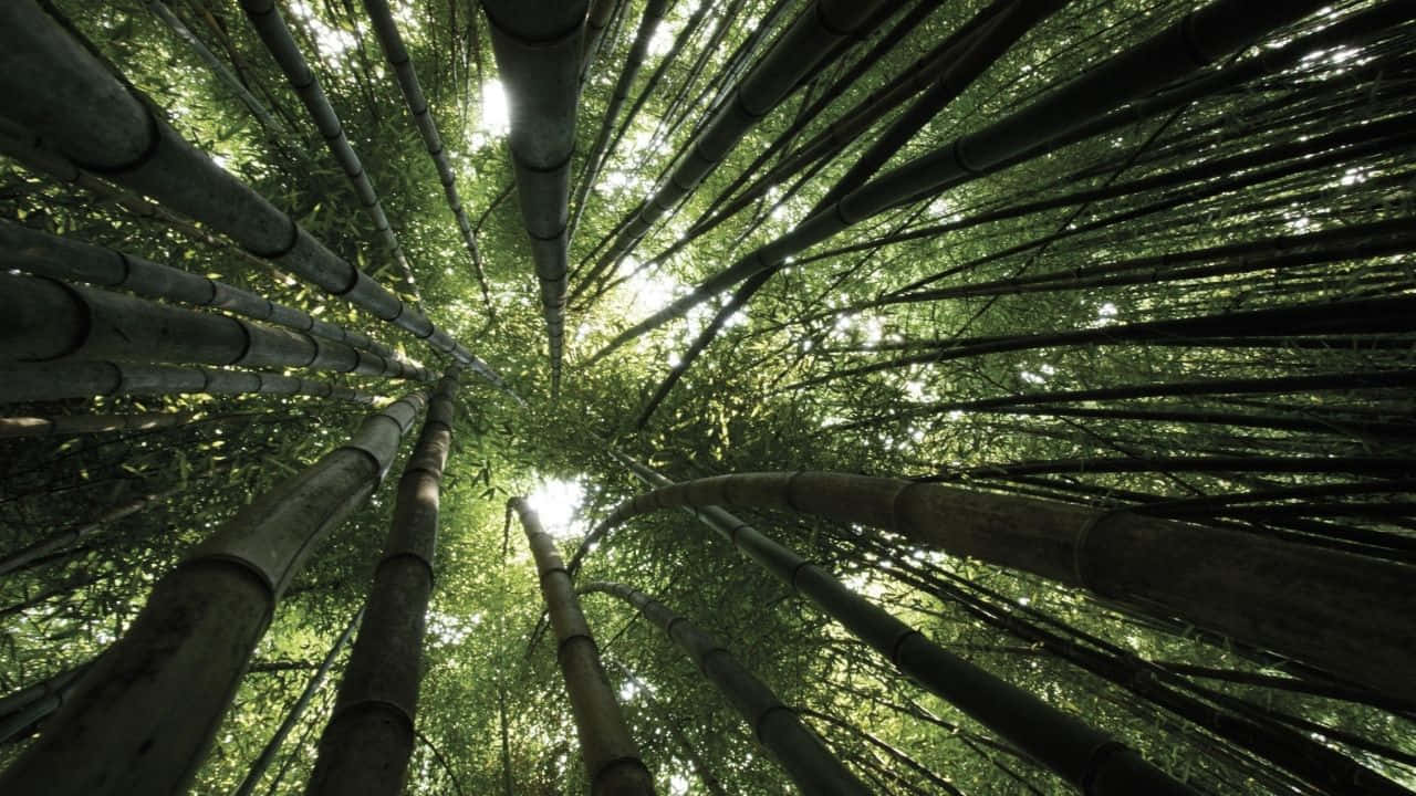 Bambooskogtapeter